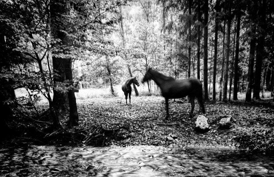 Alsace Horses