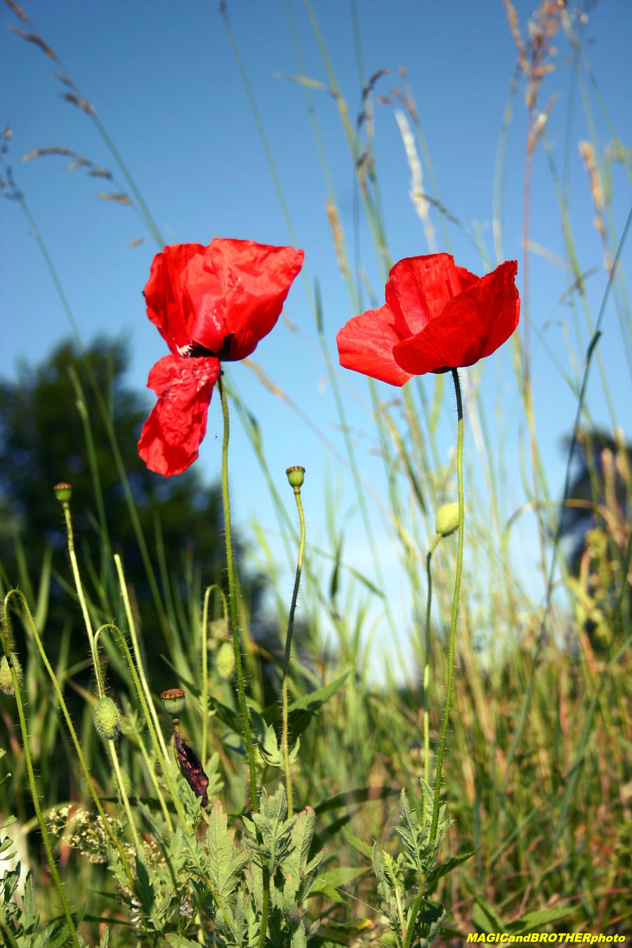 POPPIES