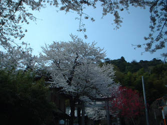 Sakuras in Japan 266