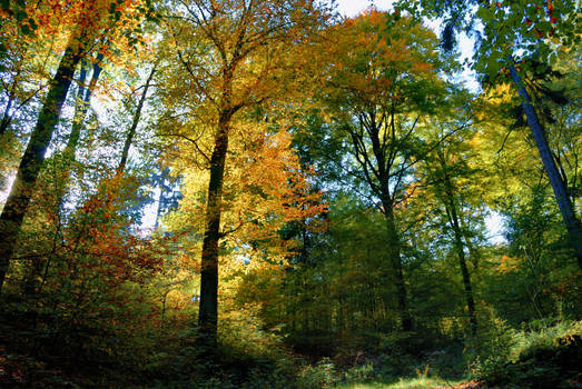 Autumn Forest