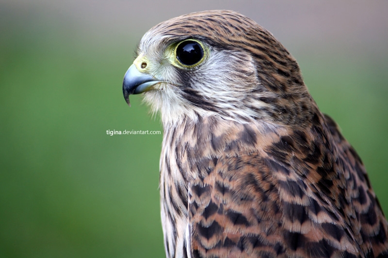 common kestrel