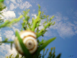 SnaiL