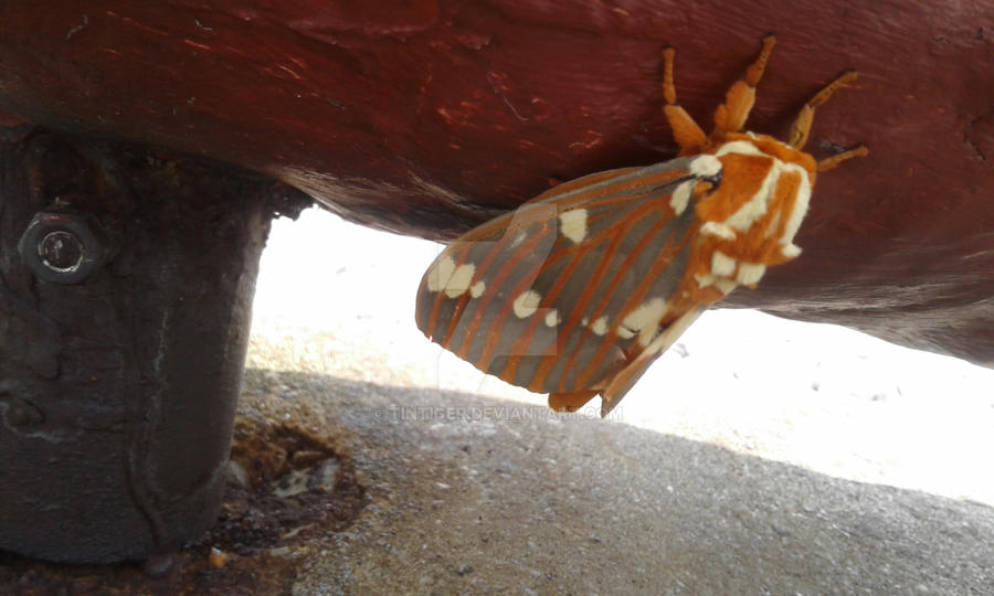 Moth Rigel Regal moth by tintiger on DeviantArt