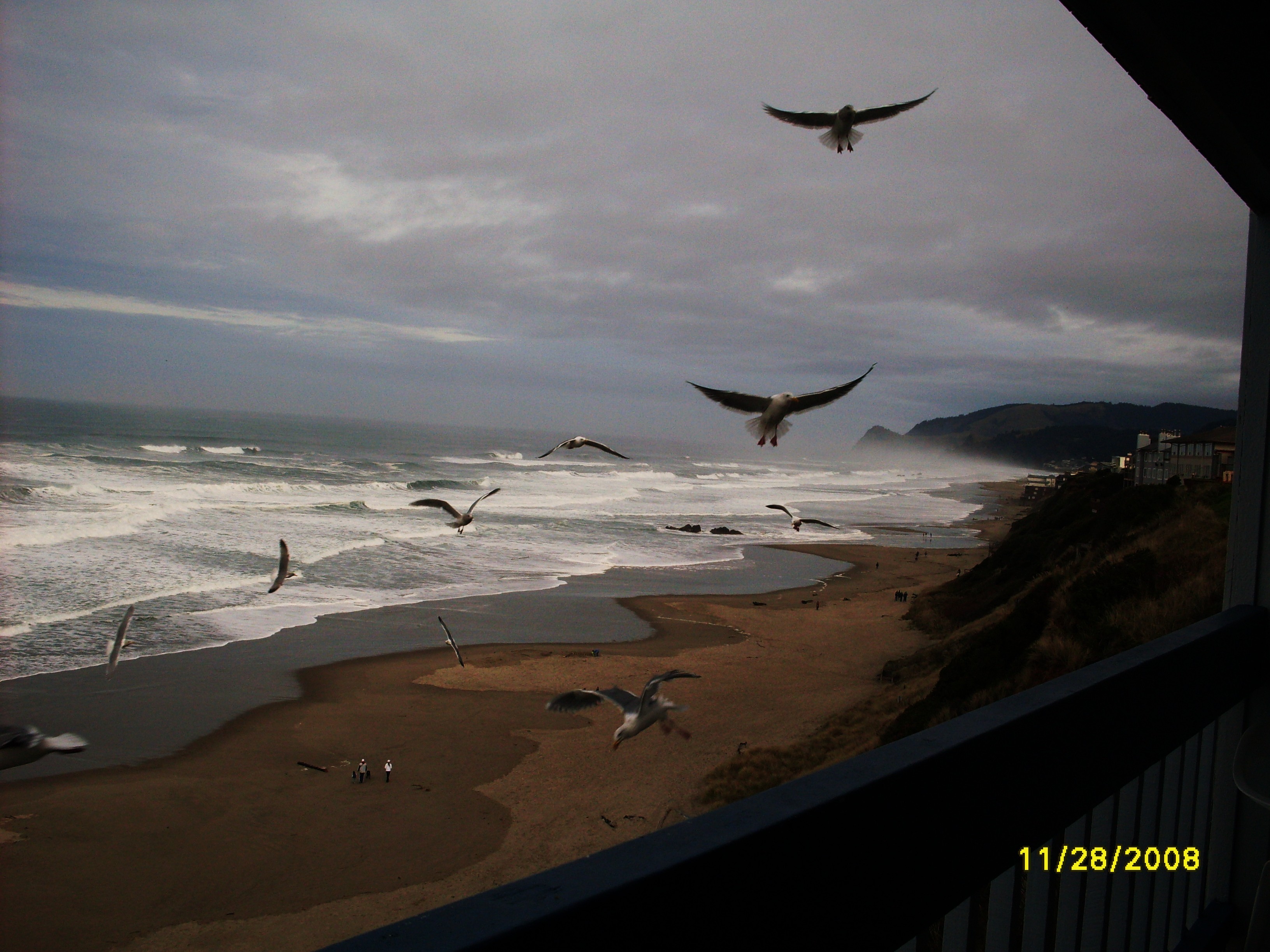 Gathering the seagulls