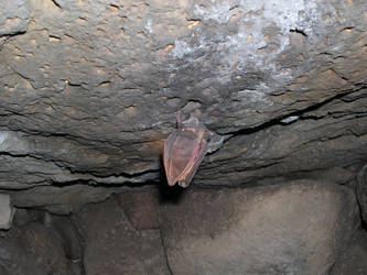 pipistrello