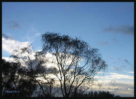 Dark trees beneath the sky...