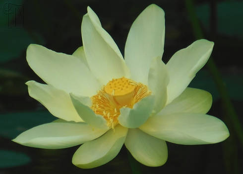 Yellow Lotus