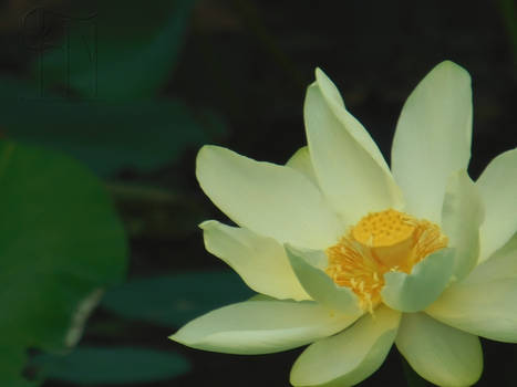 Yellow Lotus II