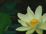 Yellow Lotus II by FantazmaNoir