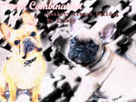 French Bulldog Manip by Tjashy