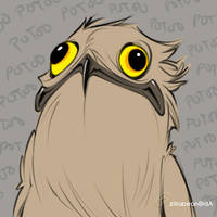 Potoo