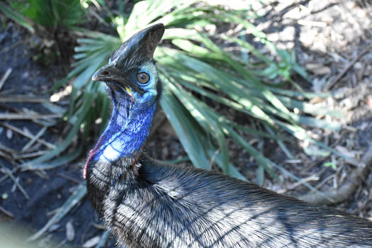 A Black Feathered-Beauty