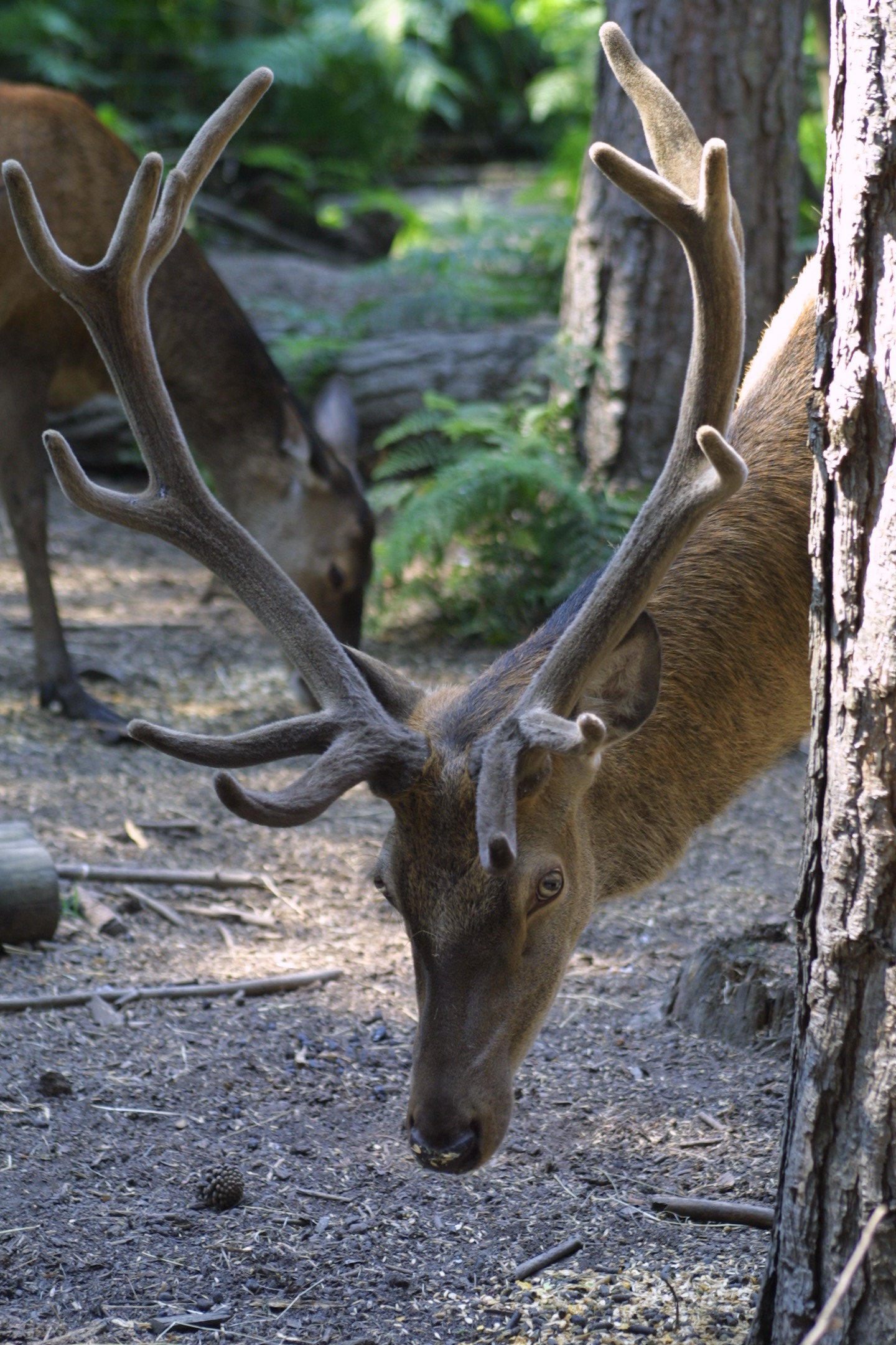 Antlers