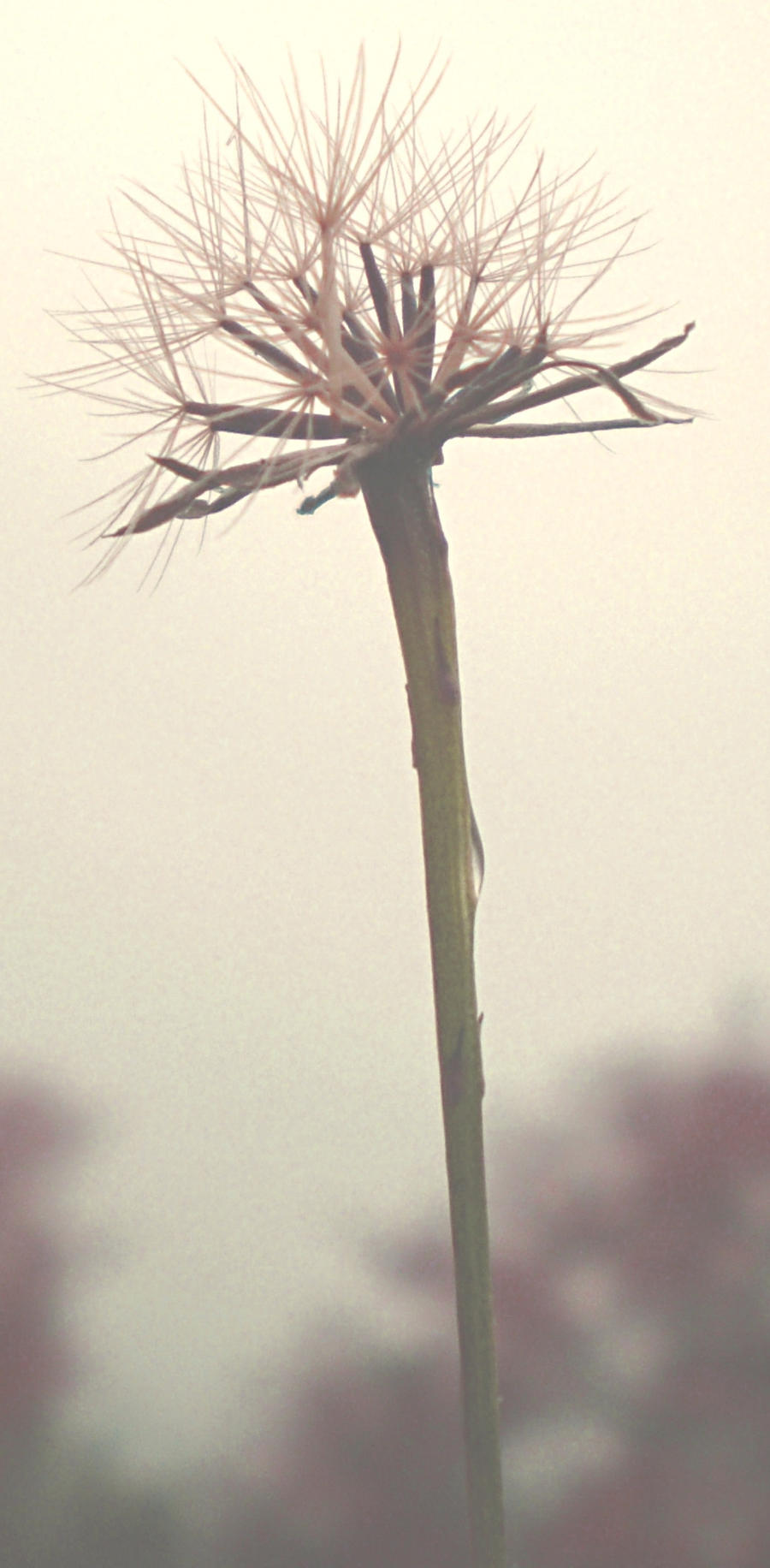 Dandelion II.