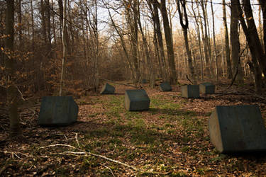 Cubes in a forest