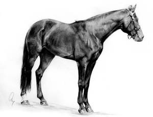 Australian Stock Horse