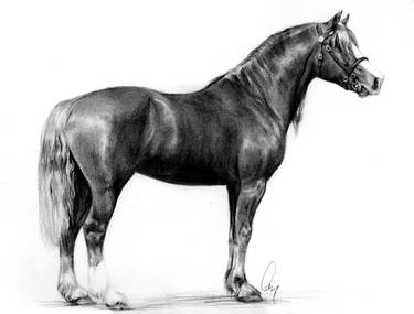 Welsh Stallion