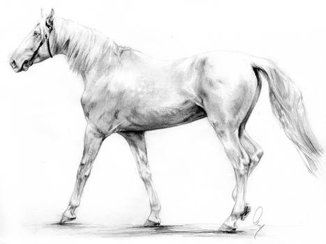 Cremello Stallion