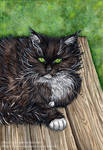 Cat with white collar by Alexsiel Cat with white collar by Alexsiel