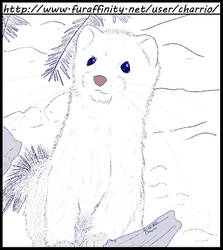 Ermine Practice Sketch