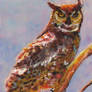 Great Horned Owl