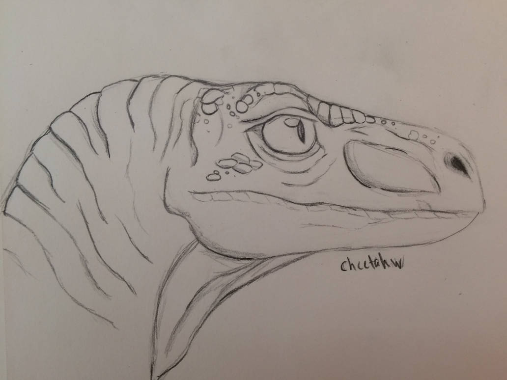 Raptor by CheetahW on DeviantArt