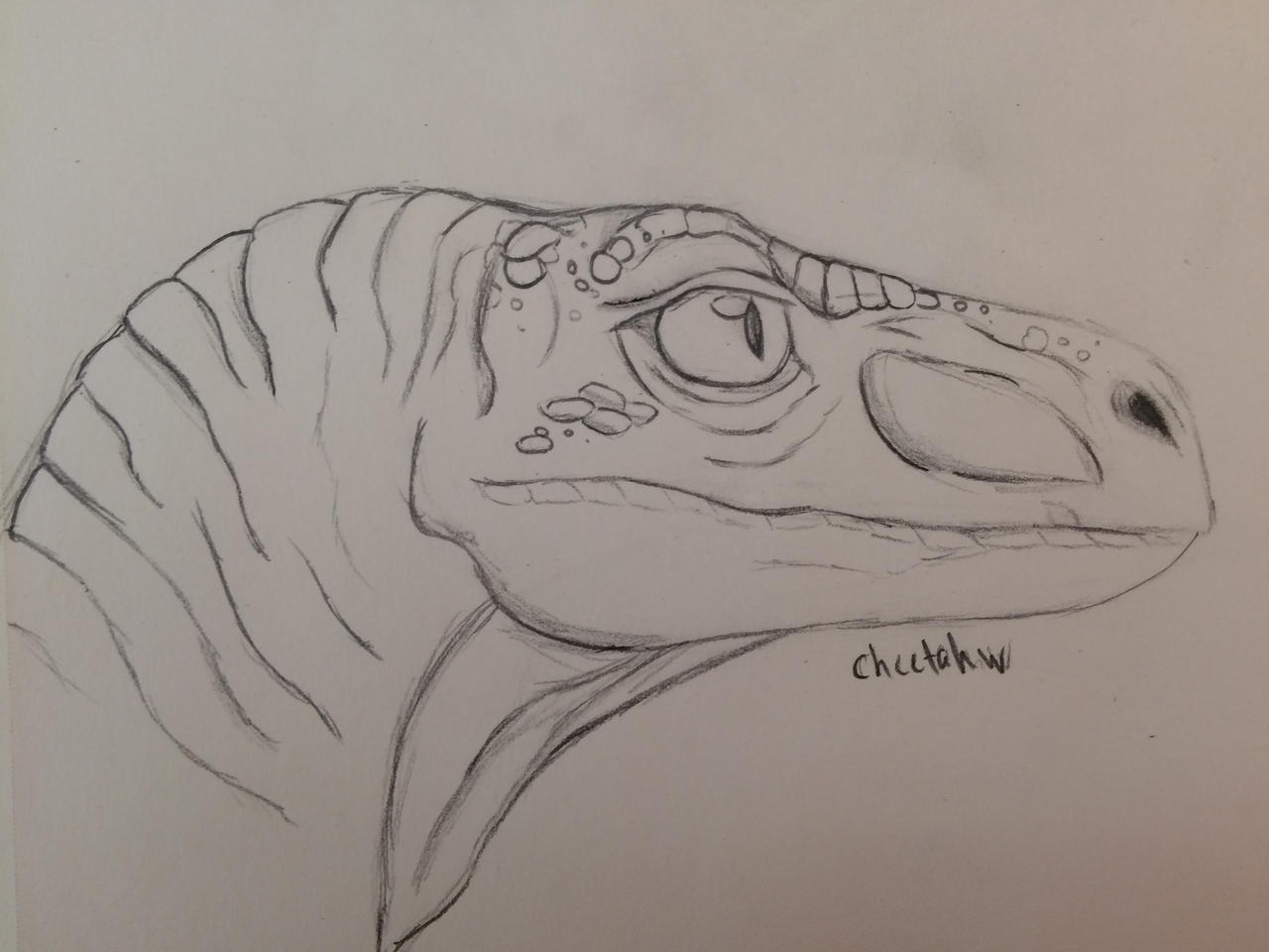 Raptor by CheetahW on DeviantArt