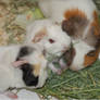 My Guinea Pig and the Babies