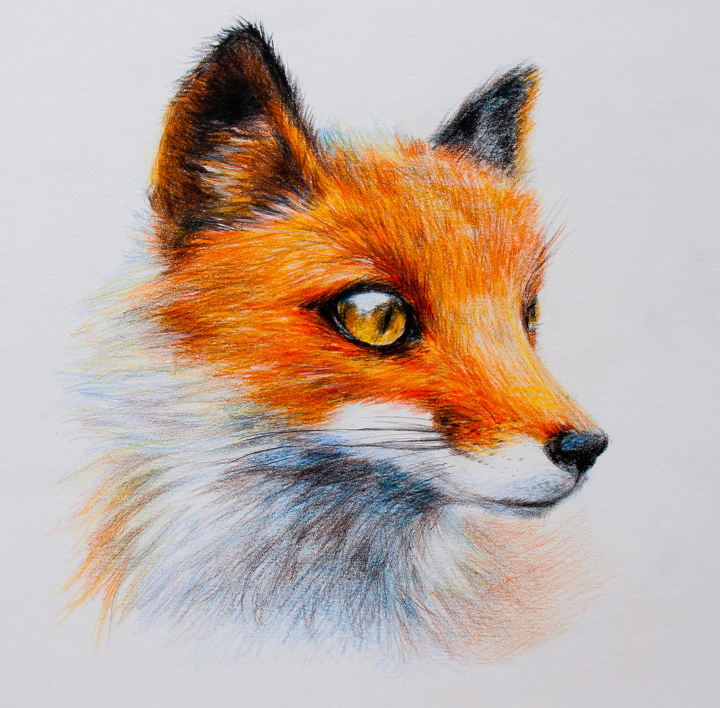 Fox~  color pencils