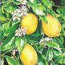 Lemon tree