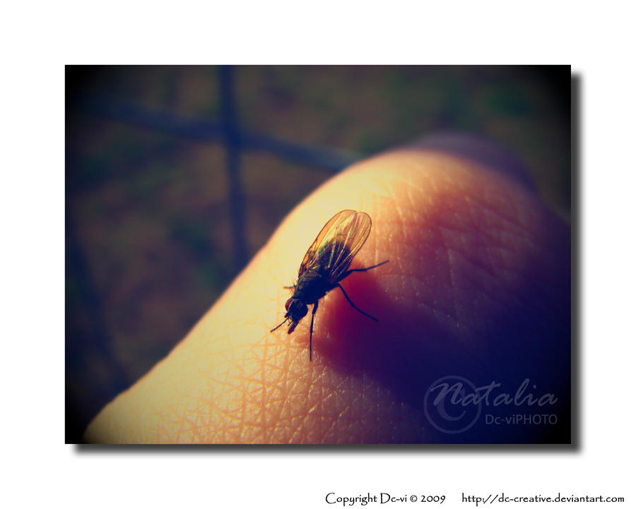 Creative Fly - fly - by Dc-Creative on DeviantArt