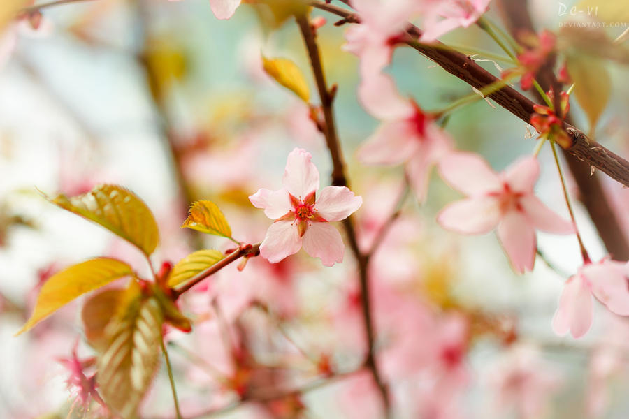 Sakura|Blossom
