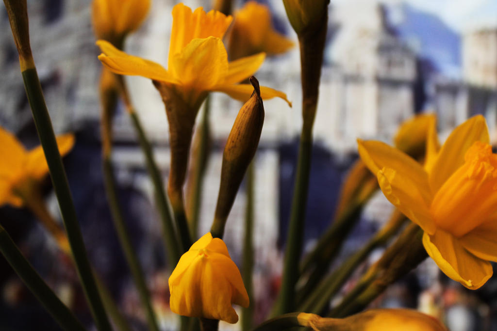 flowers