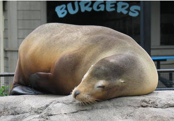 Seal Burgers