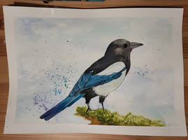 Magpie