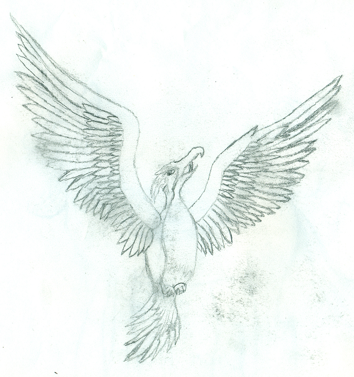 Phoenix Sketch