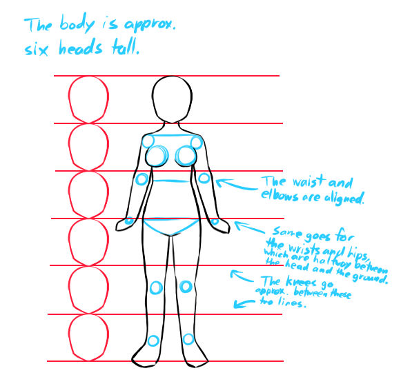 Female body anatomy tips by YoorNaymHeer on DeviantArt