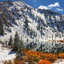 Reflection of Snow