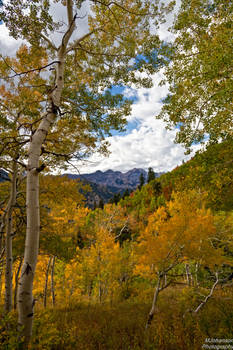 Looking Through the Aspens