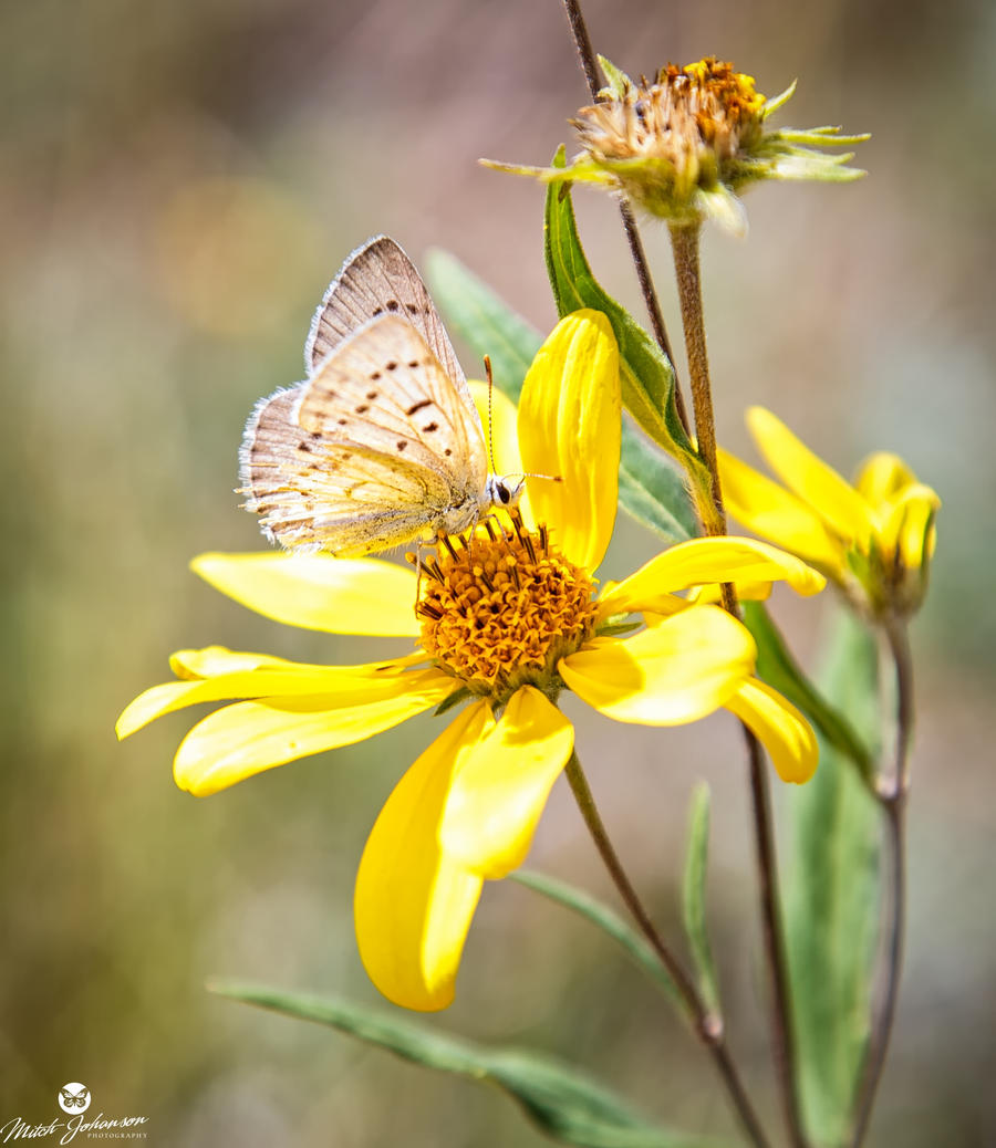 Summer Butterfly