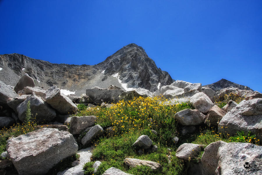 Flowers and the Pierferhorn