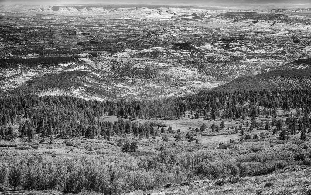 Aspens to Red Cliffs HDR BW