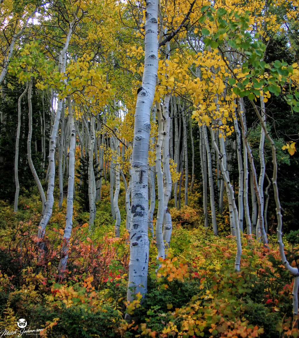 White Aspens and Colors