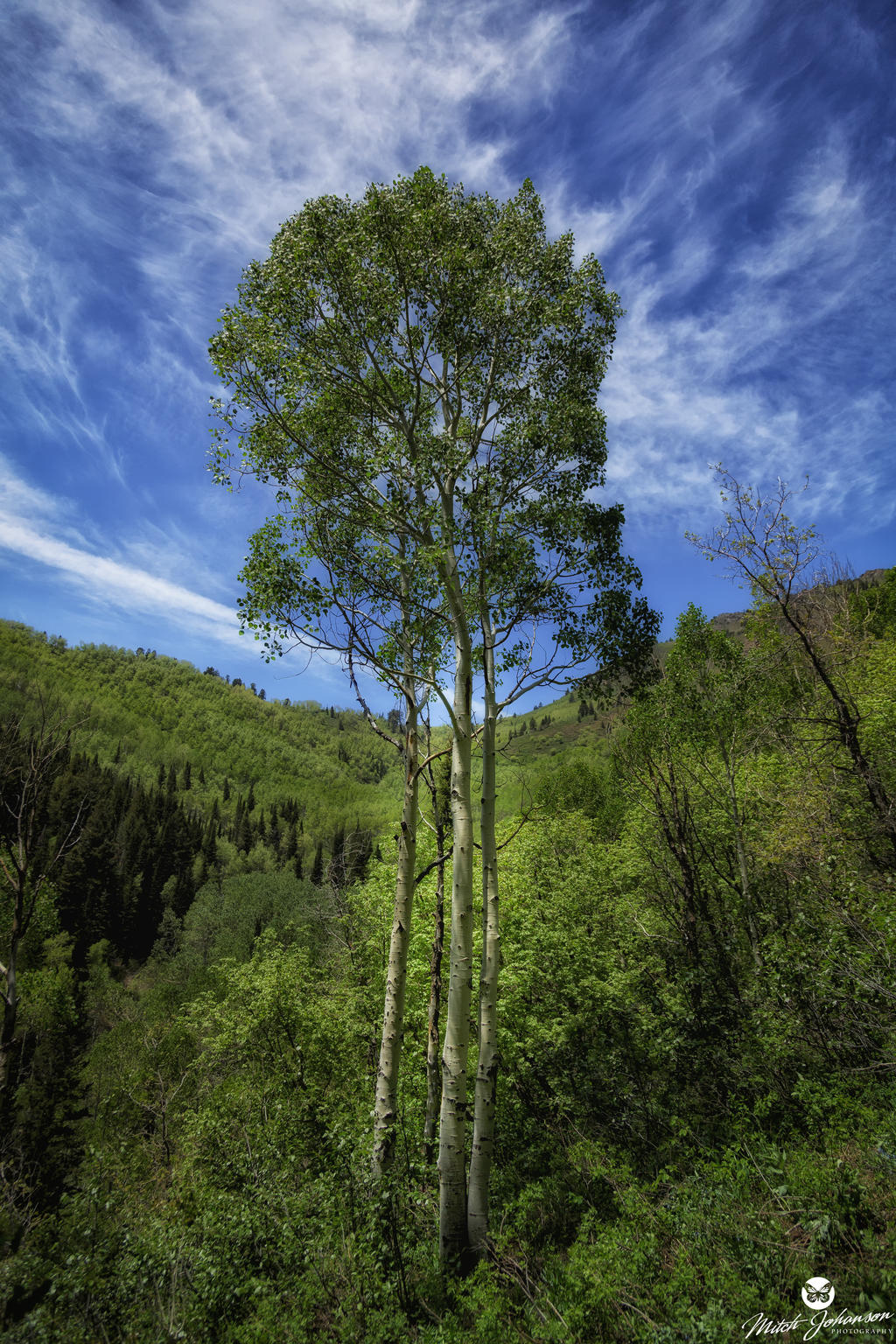 Triple Aspens