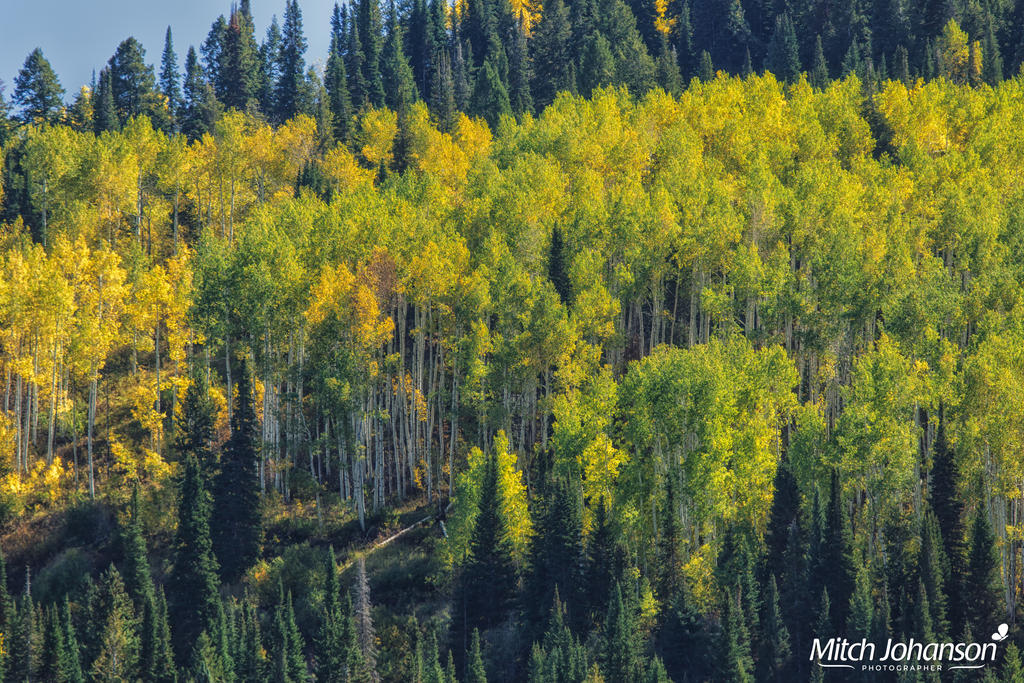 Morning Glow Through the Aspens