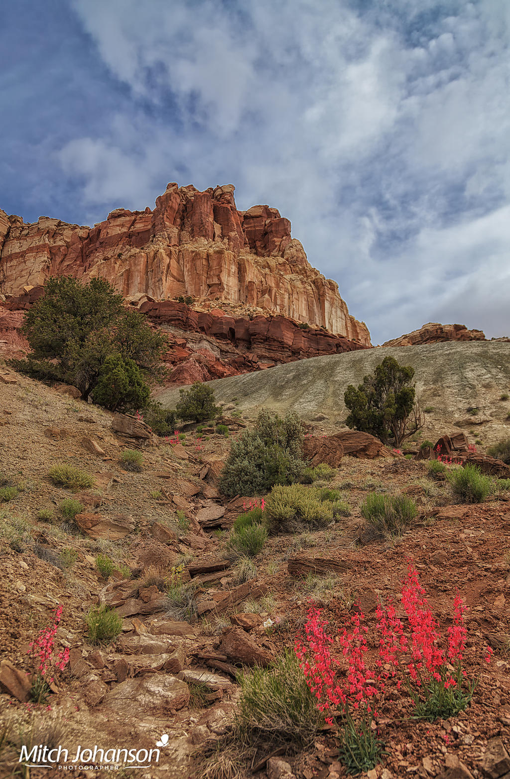 Wild Flowers of the Desert