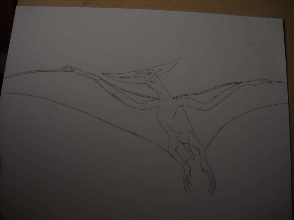 Pteranadon Sketch