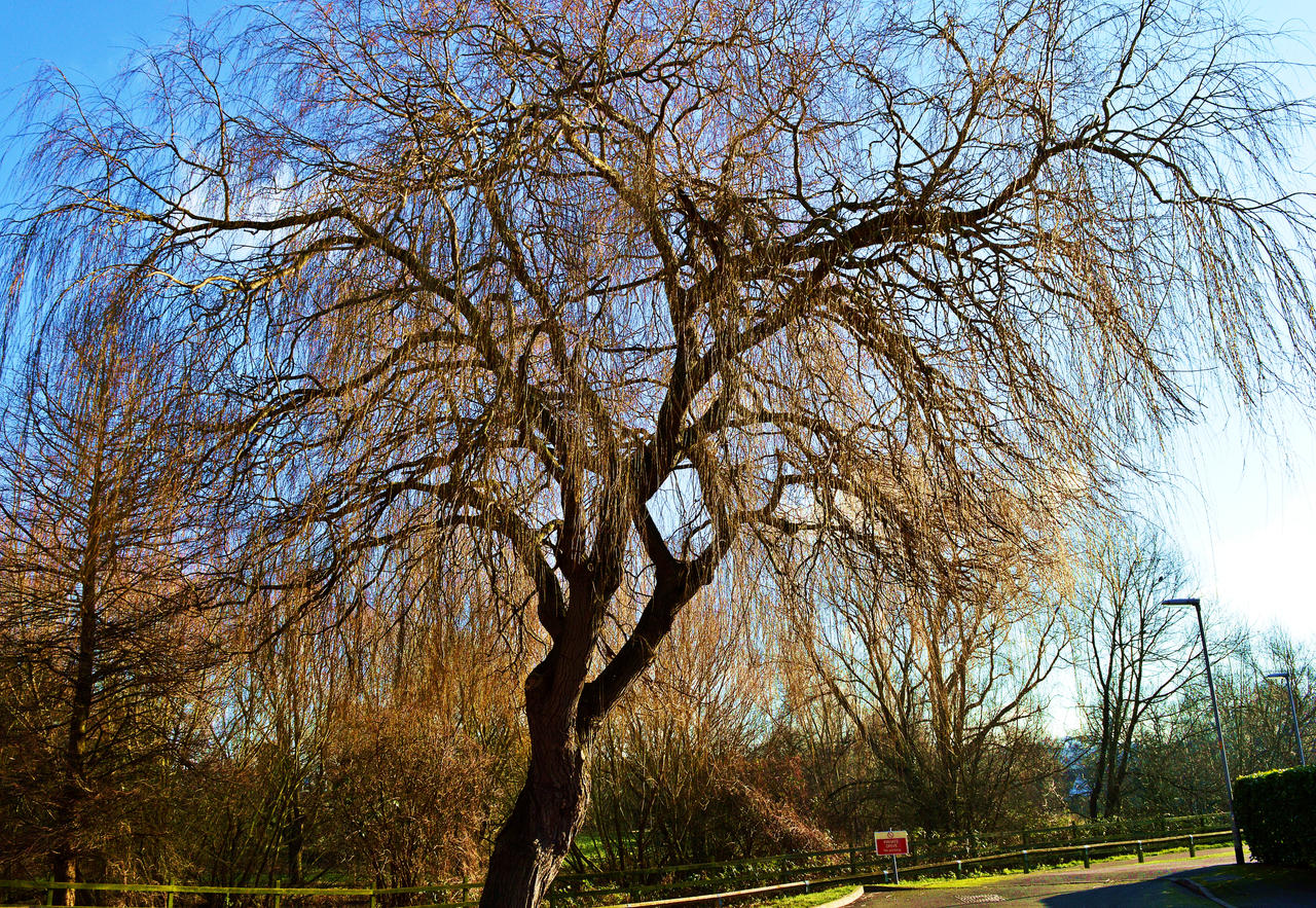 The grand tree!