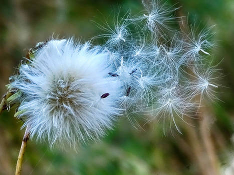 Dandelion 2