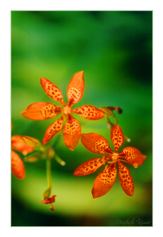 Orchids In Orange